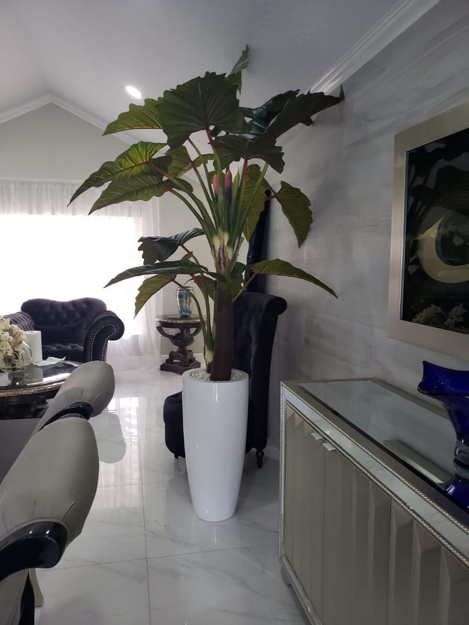 Alocasia · Édition Anjou, blanc brillant