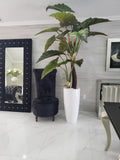 Alocasia · Édition Anjou, blanc brillant