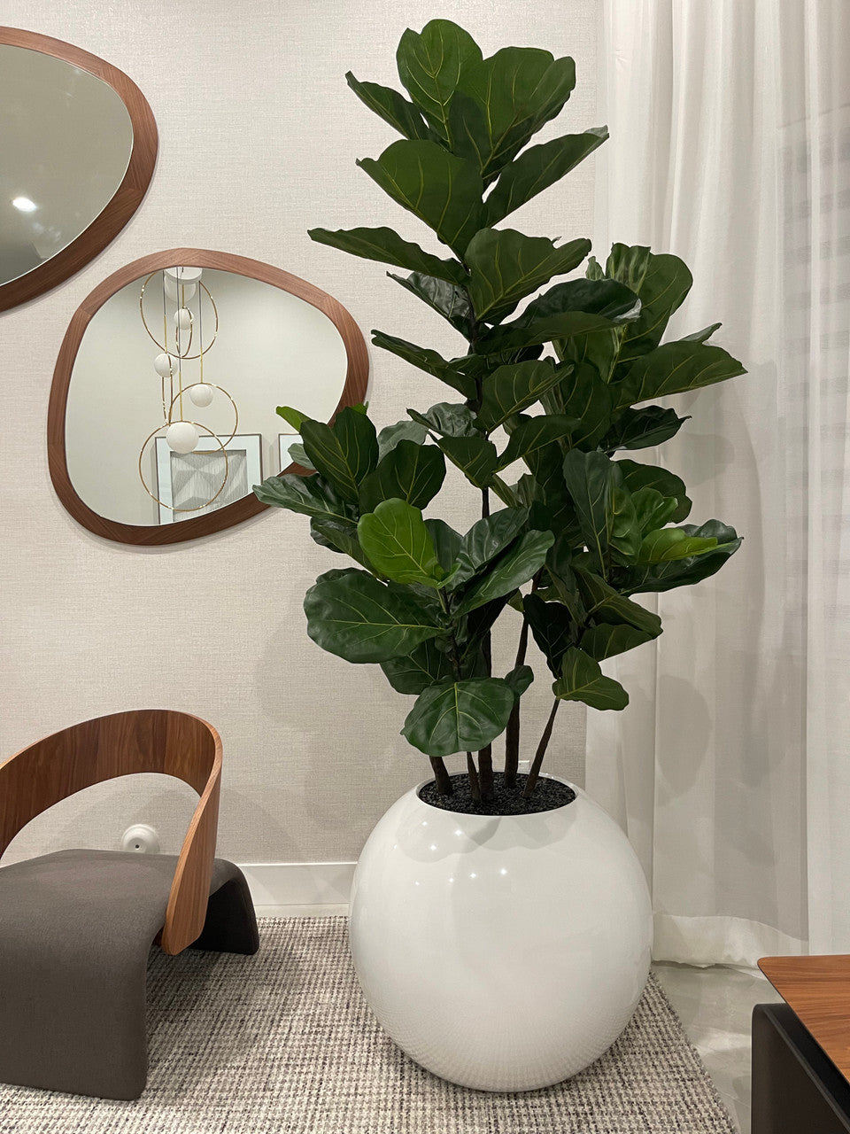Figuier Lyre — Collection Chamonix, 76 cm