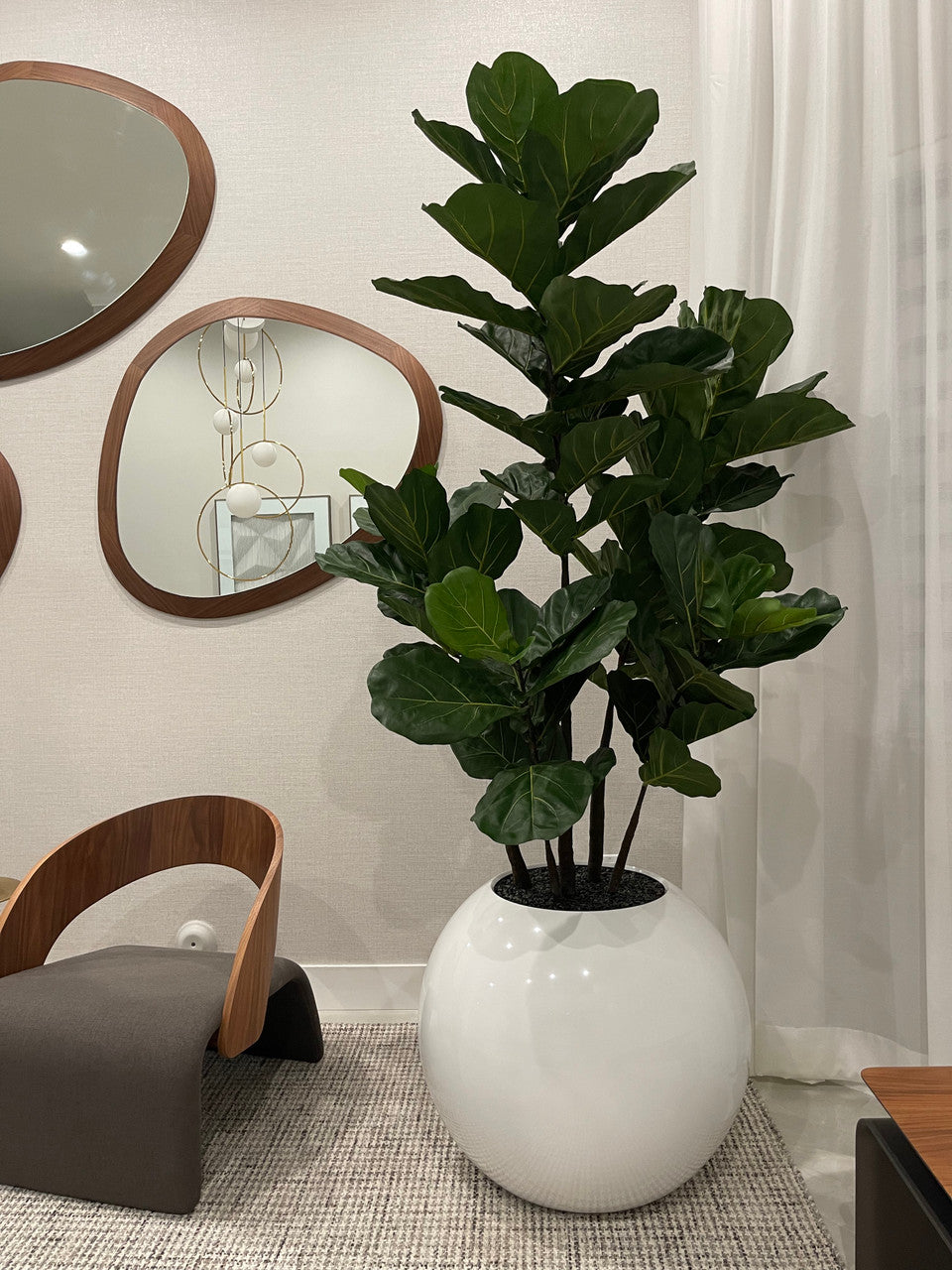 Figuier Lyre — Collection Chamonix, 76 cm
