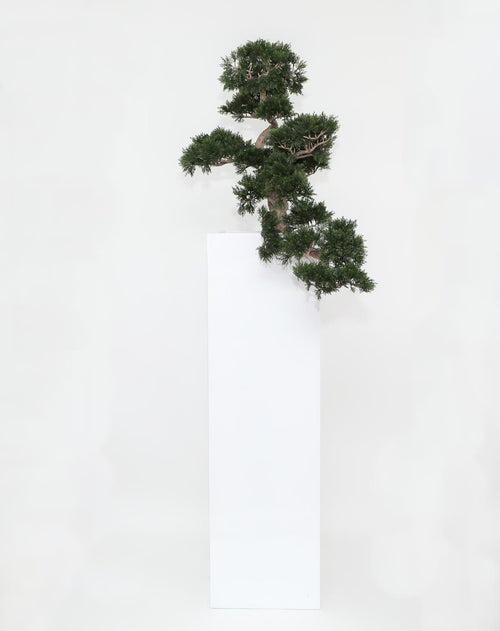 Bonsaï · Édition Anjou