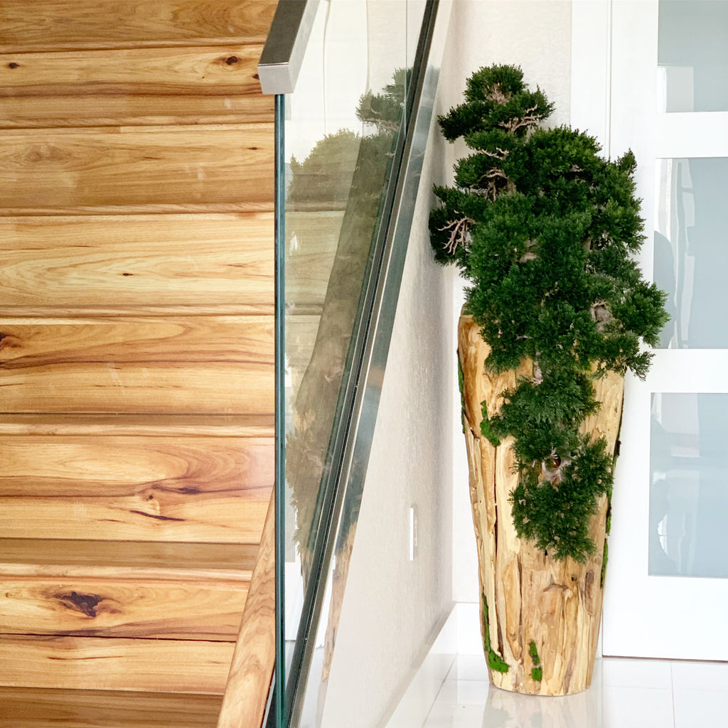 Bonsaï Grand — Collection Cannes, teck