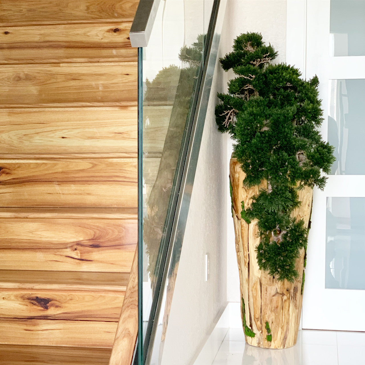 Bonsaï Grand — Collection Cannes, teck