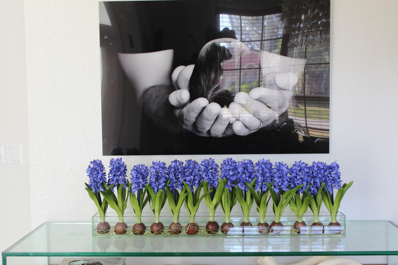 Composition Jacinthes 122 cm | Signature Provence, bleu
