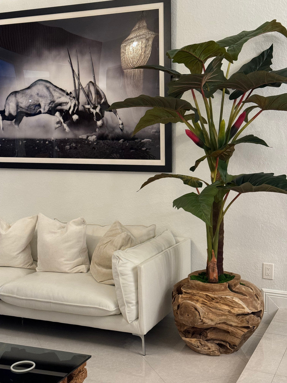 Plante Tropicale XXL — Collection Aquitaine