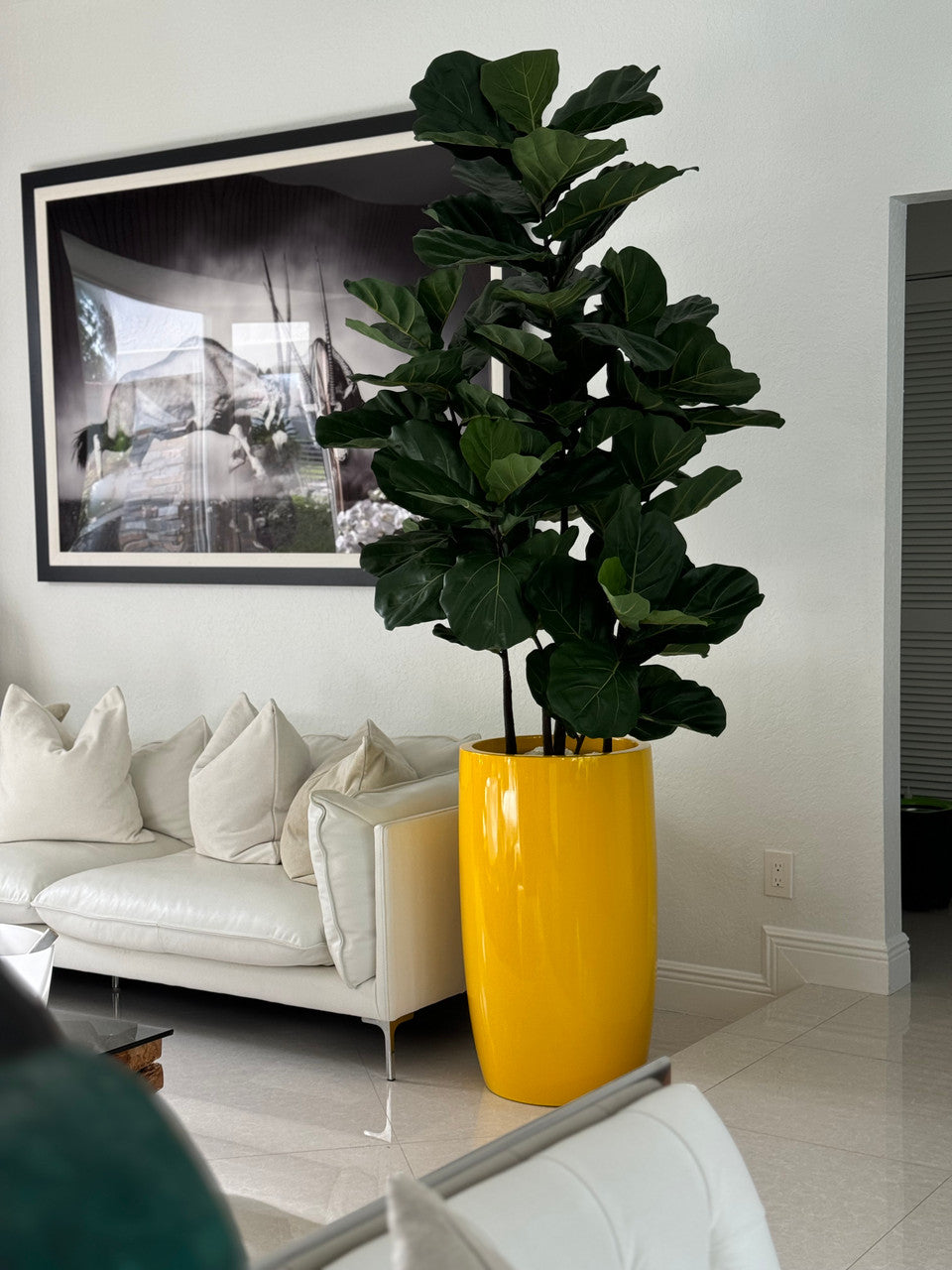 Figuier Lyre — Collection Anjou, jaune brillant