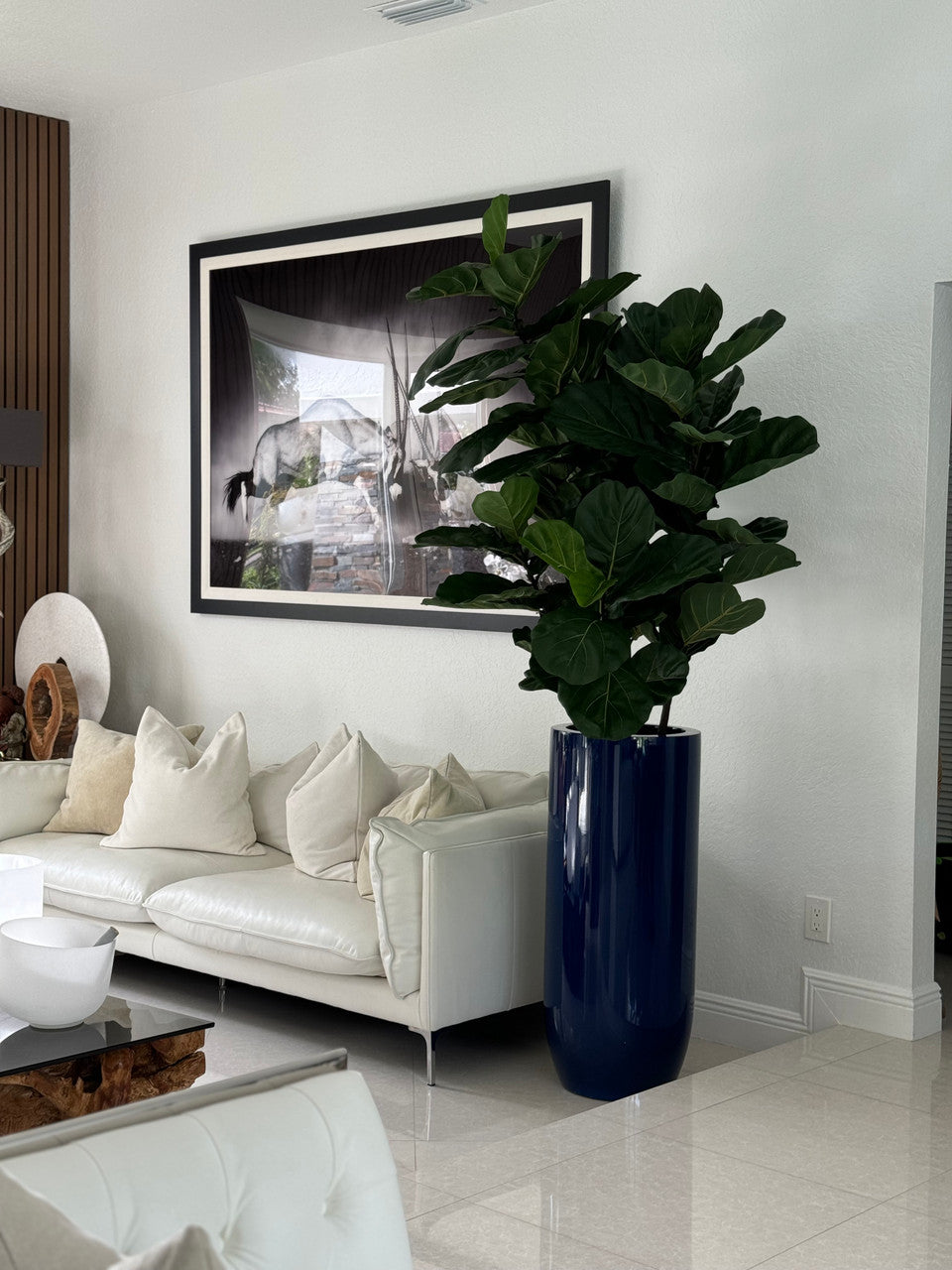 Figuier Lyre | Signature Riviera, bleu brillant