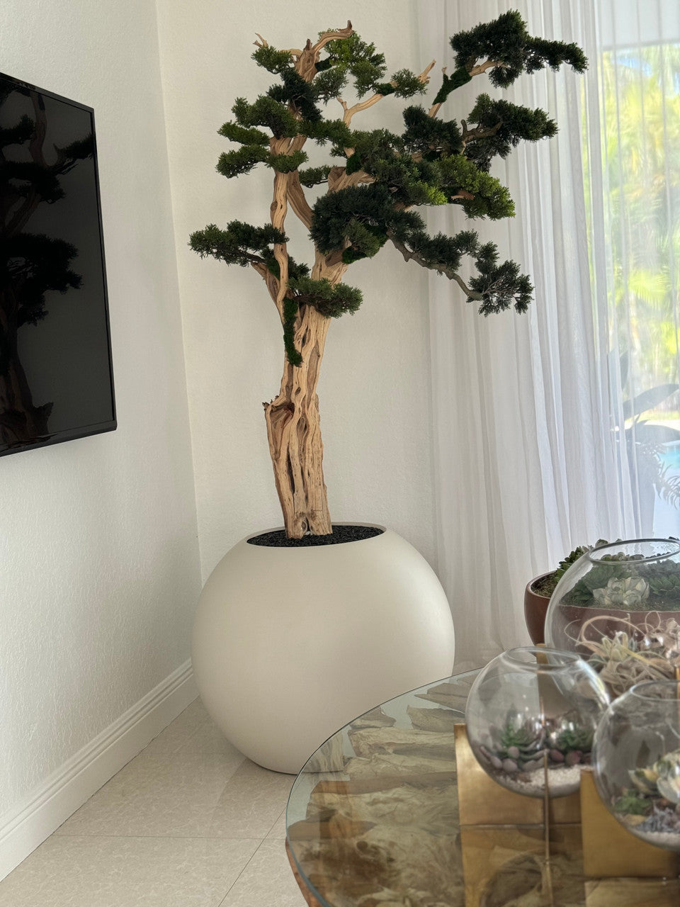 Bonsaï 76 cm · Édition Deauville, beige