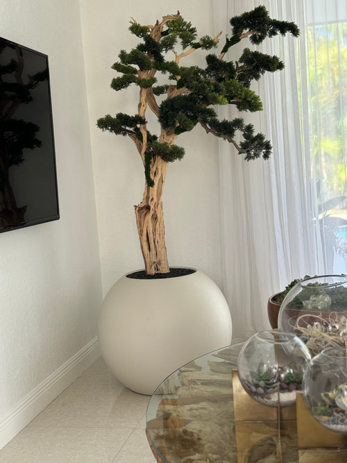 Bonsaï 76 cm · Édition Deauville, beige