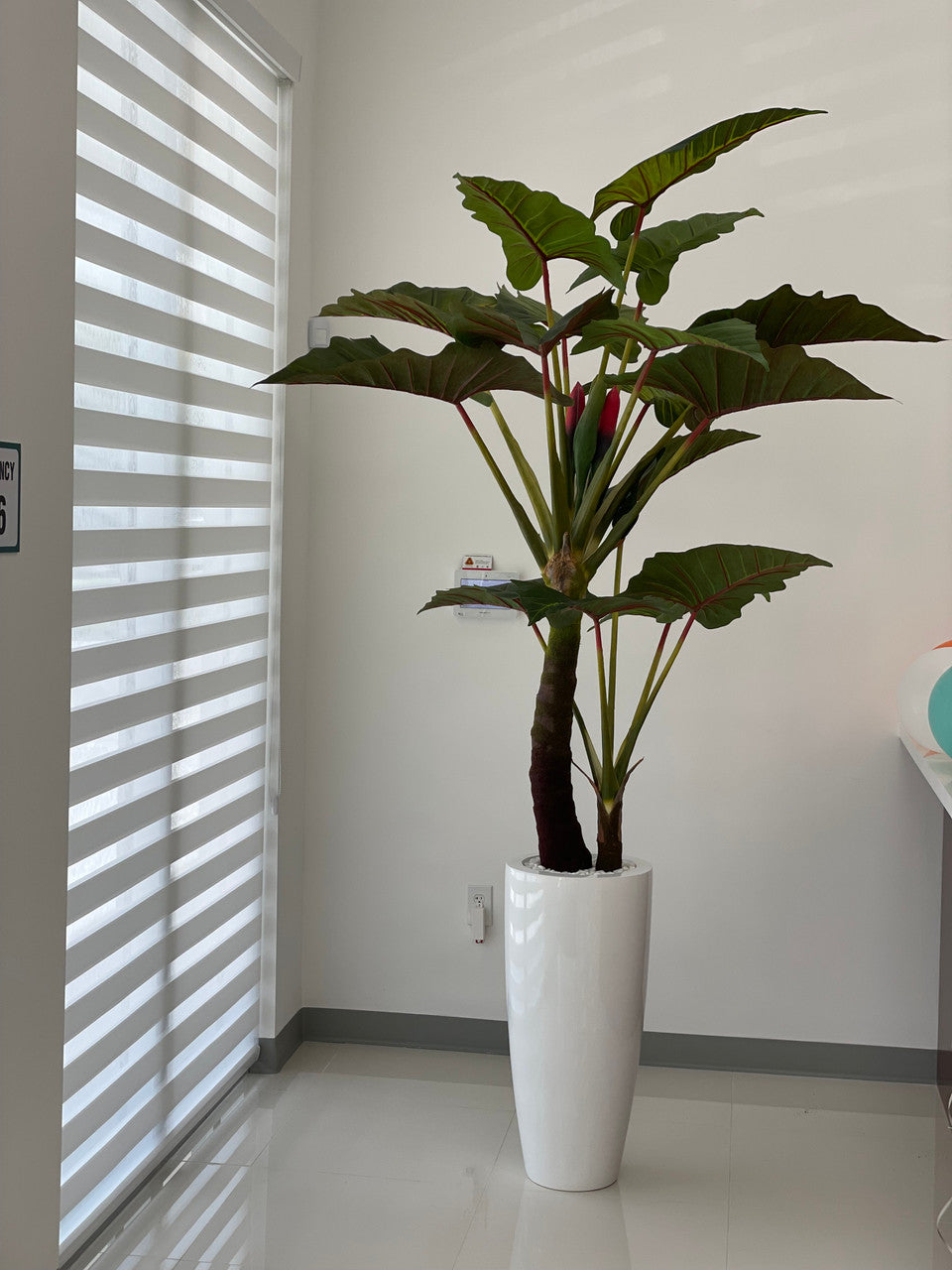 Alocasia · Édition Anjou, blanc brillant