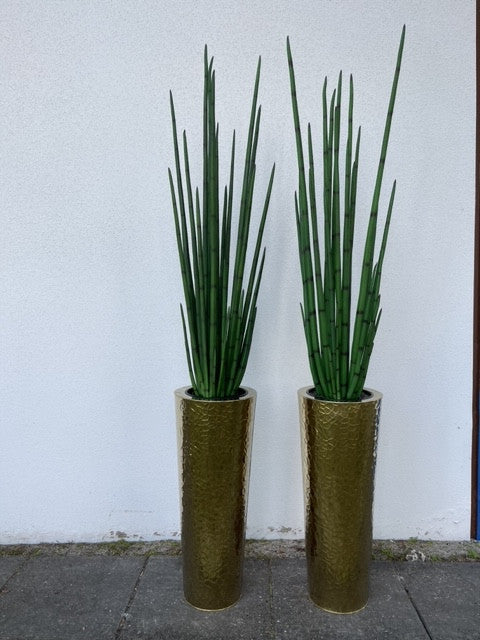 Sansevière Grand 71 cm | Signature Nantes