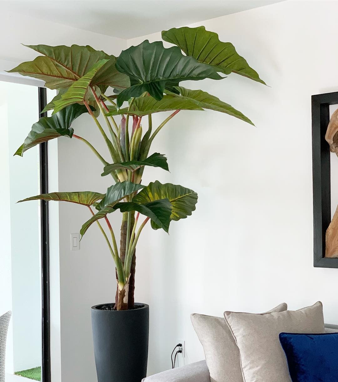 Alocasia | Signature Provence, rouge