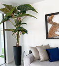 Alocasia | Signature Provence, rouge