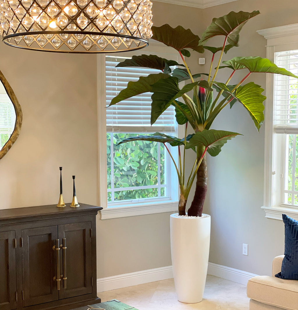 Alocasia · Édition Anjou, blanc brillant