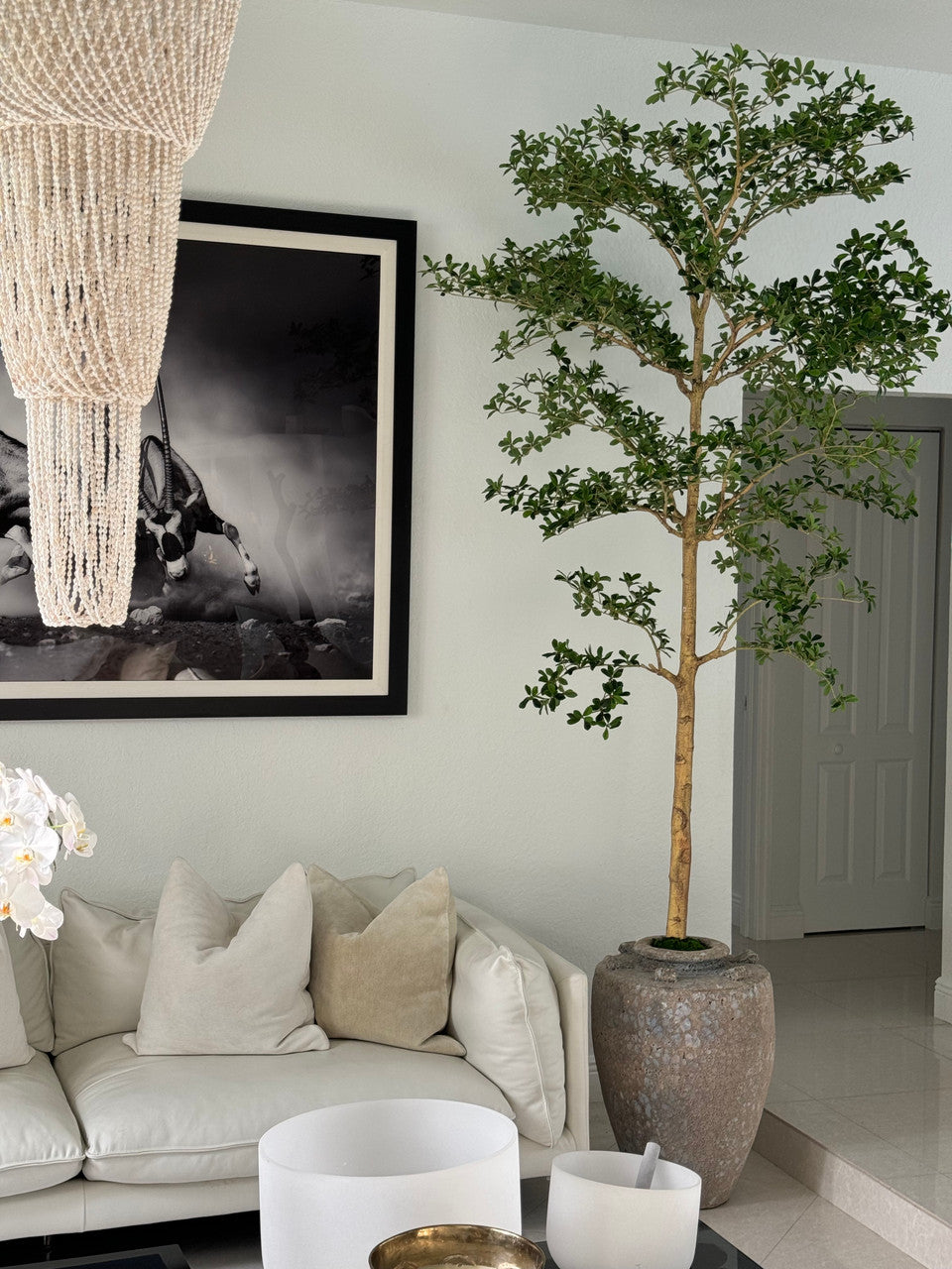 Ficus Lady 23 cm · Édition Loire