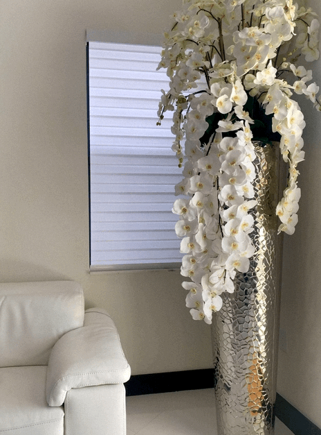 Orchidée Phalaenopsis · Édition Menton