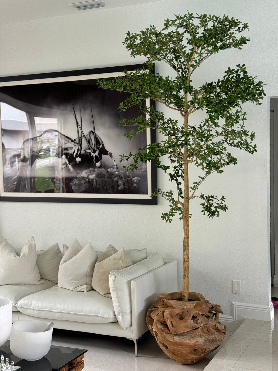 Ficus Lady 18 cm | Signature Bretagne, teck