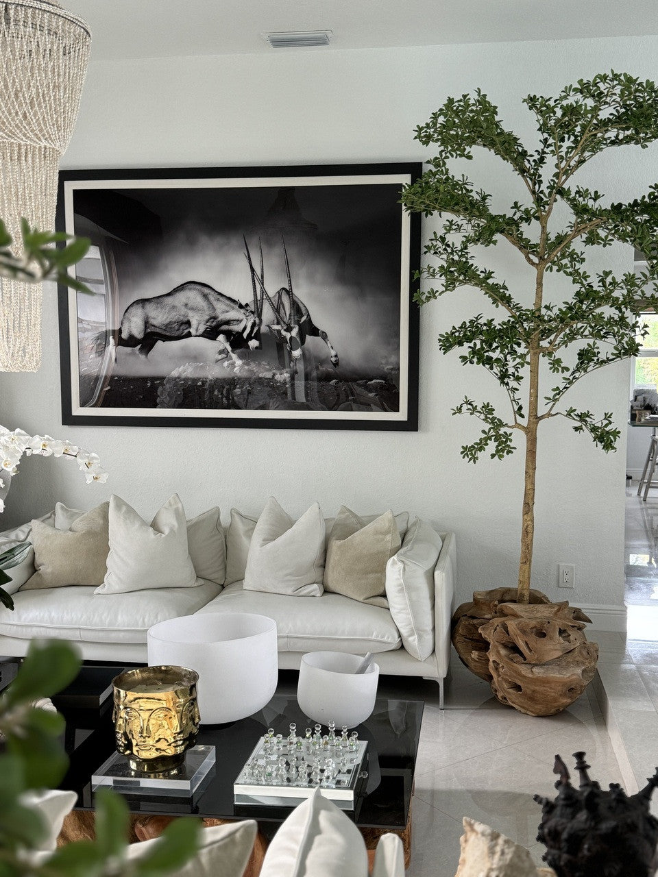 Ficus Lady 18 cm | Signature Bretagne, teck