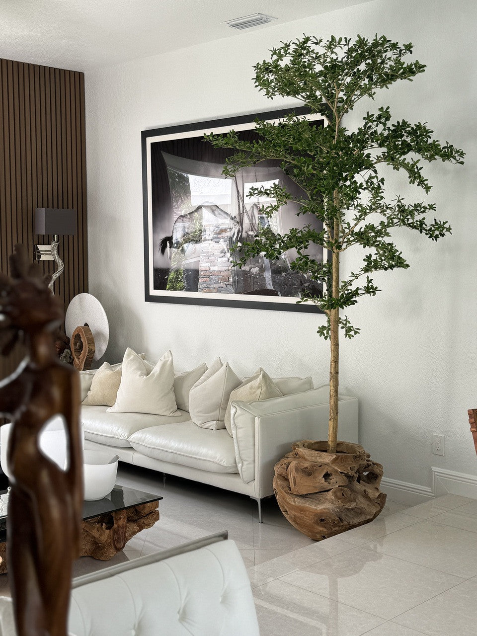 Ficus Lady 18 cm | Signature Bretagne, teck