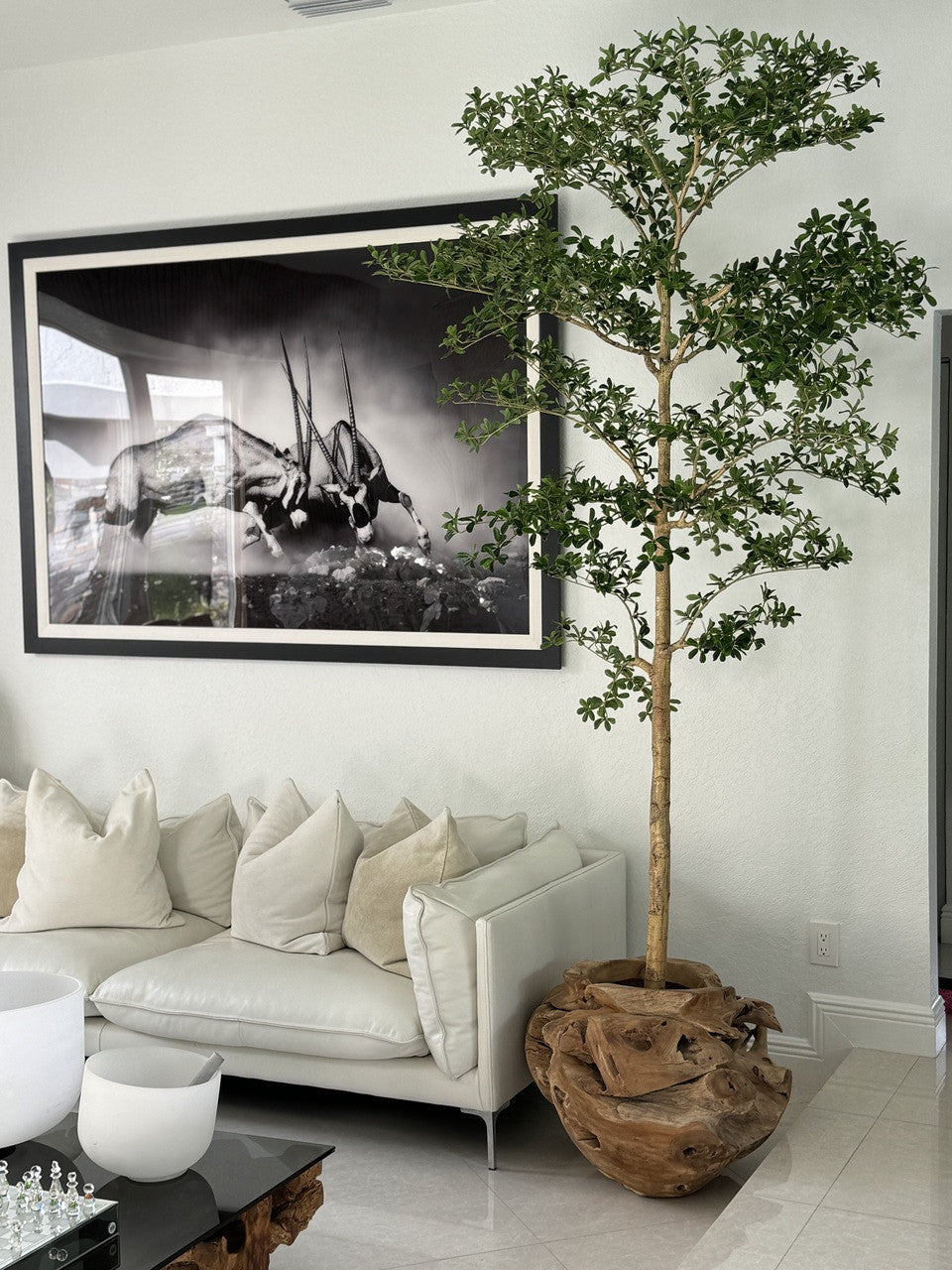 Ficus Lady 18 cm | Signature Bretagne, teck